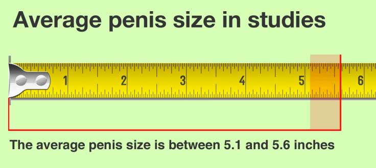 average-penis-size